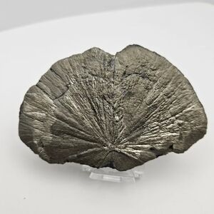 Pyrite Sun – Radiant Illinois Formation + Stand Included